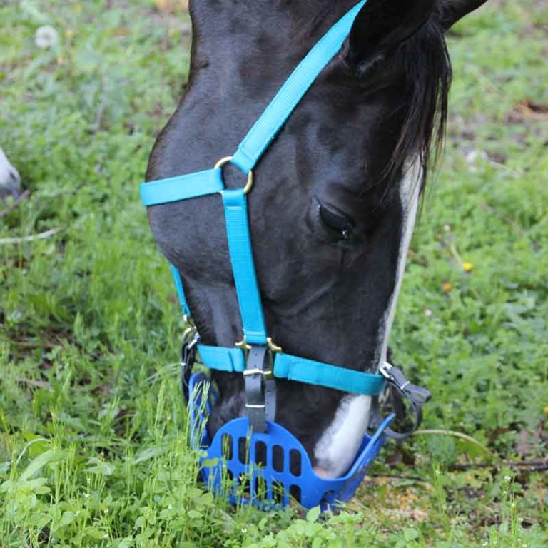 miniature horse grazing muzzle